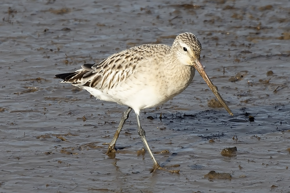 Bar-tailed godwit